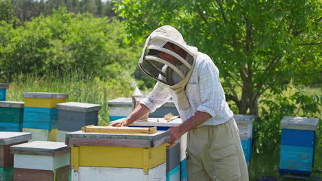 beekeeper takes honey frames out of hive with bare hands. man in protective clothes inspects the hives on a bee farm.