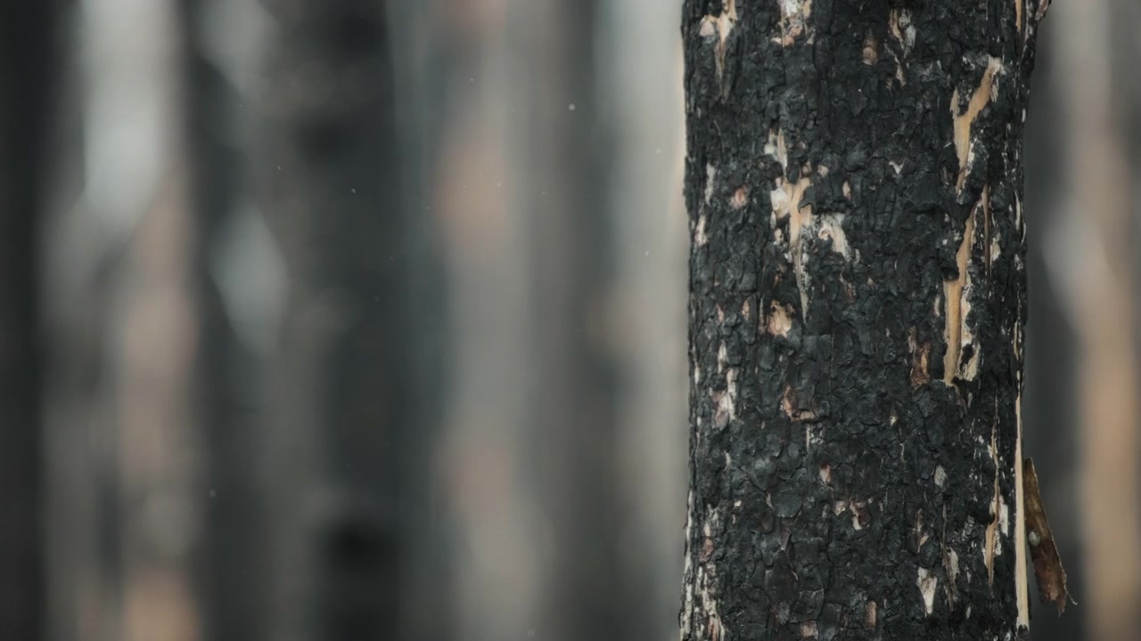 Un albero bruciato e carbonizzato in una foresta.