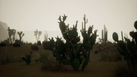 desert landscape showcasing cacti under soft light at dusk in arid region