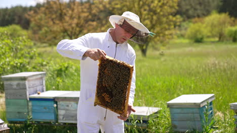 honey frame coated with bee brood in the hands of a beekeeper. apiculturist holding wax frame with bare hands. blurred nature backdrop.