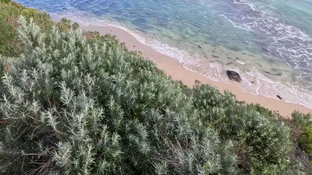 Dense coastal bushland frames gentle ocean waves washing onto a sandy shoreline in Flinders, Australia.