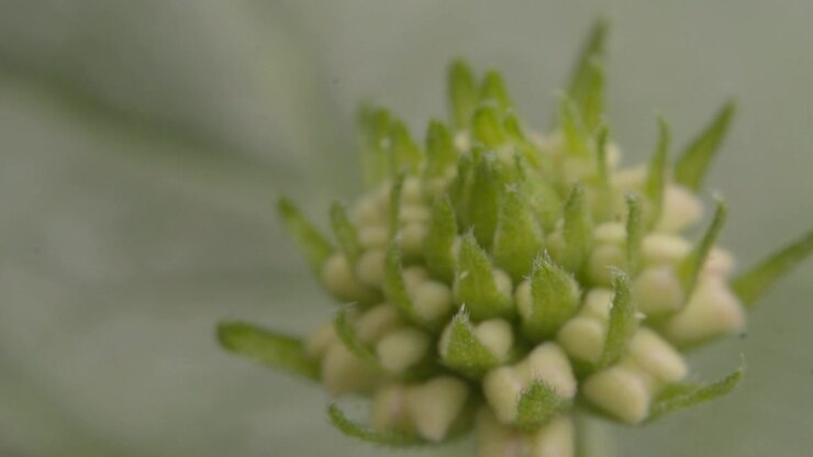 Primo piano macro di un bocciolo di fiore verde che mostra fiorellini bianchi raggruppati, brattee appuntite e una fine texture naturale, con messa a fuoco superficiale che evidenzia delicati dettagli botanici
