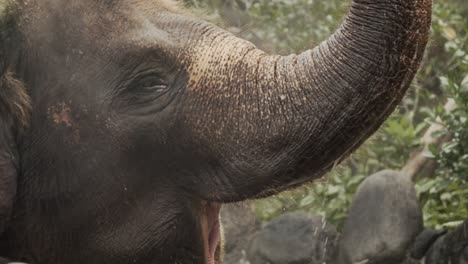 big elephant in asia walking through deep river, playing with water