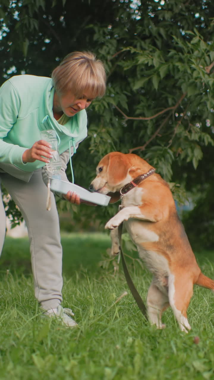 햇볕이 잘 드는 잔디밭에서 간식으로 보상하며 비글의 발을 가르치는 백인 여성, 목줄, 물병과 쾌활한 주인의 격려가 있는 활기찬 훈련 세션, 장난기 넘치는 복종 훈련, 미소를 지으며 상호 작용