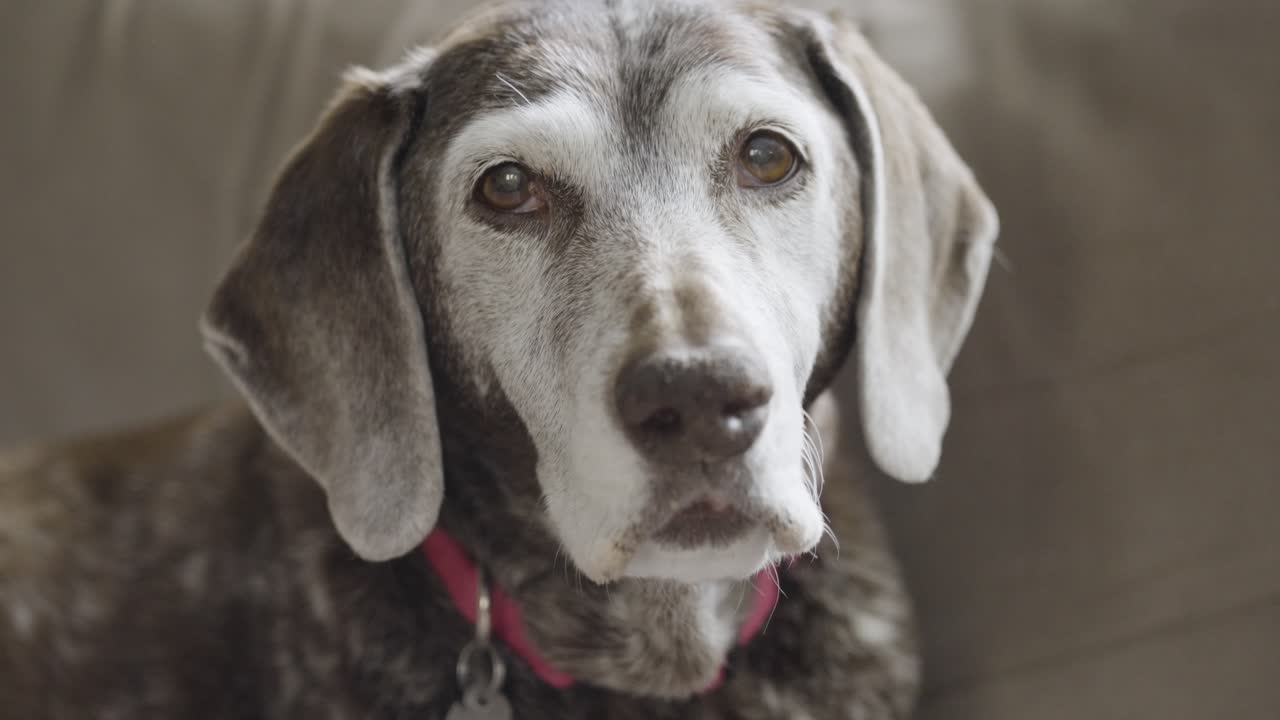 A senior dog yawns to camera in slow motion
