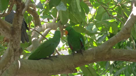par de loros eclectus verdes en la rama del árbol - primer plano