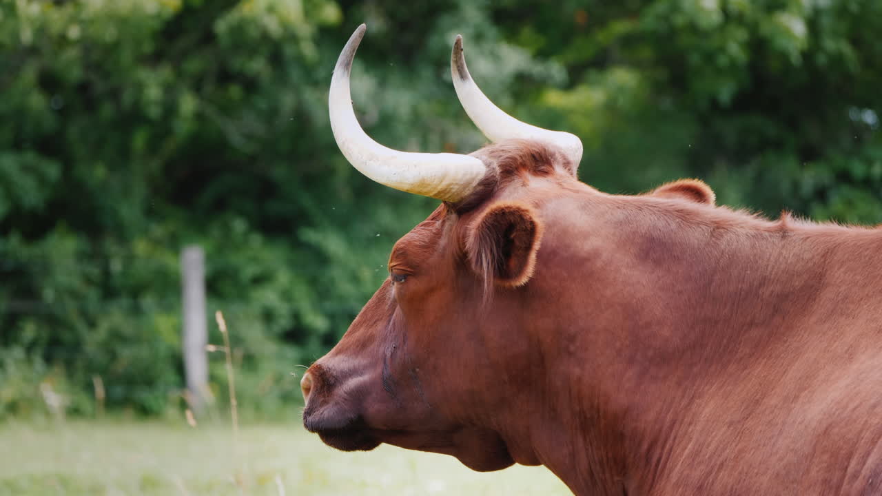 큰 뿔을 가진 순종 암소의 초상화