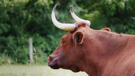 portrait of a thoroughbred cow with large horns