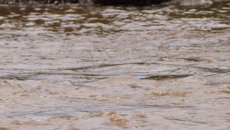 slow motion shot of mara river close up scenery of fast powerful water, african landscape in maasai mara national reserve, kenya, africa safari scenery in masai mara north conservancy