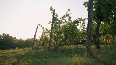 low traking shot of a vineyard with sun reflecting