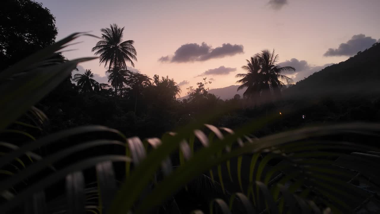 descubra la belleza tropical de la naturaleza silvestre en las palmeras y las playas