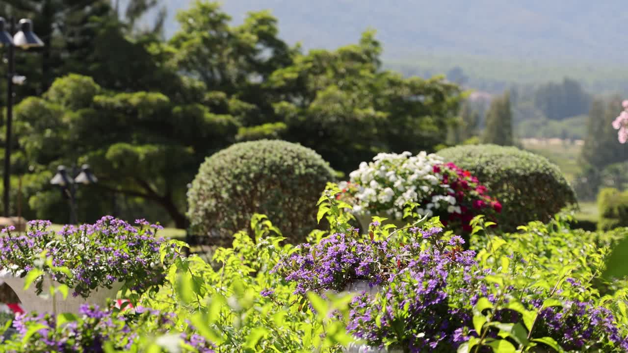 hermoso jardín con flores y fondo de montaña