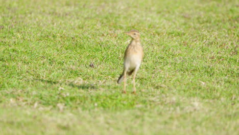 paddyfield pipit or oriental pipit runs through green grass lawn stops and stares around