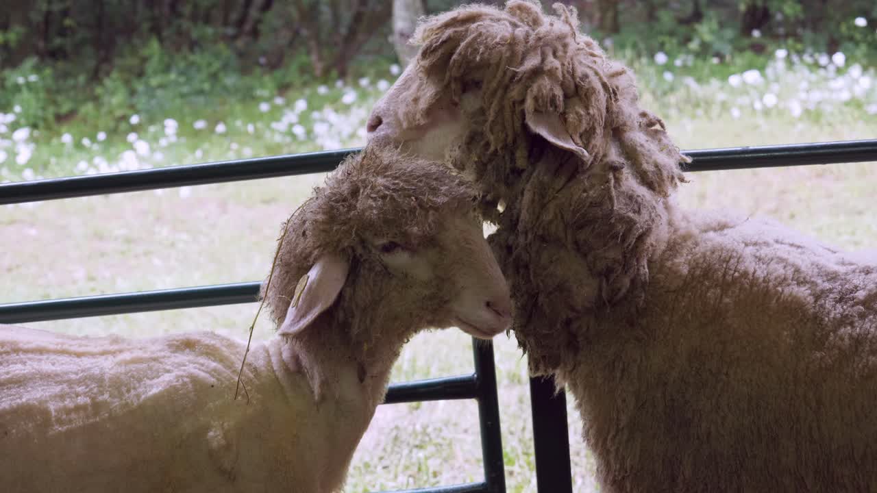 dos ovejas con peinados extraños en un corral en el festival nacional de ovejas bulgaria