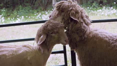 Two-sheep-with-odd-hairstyles-in-a-pen-at-National-sheep-festival-bulgaria