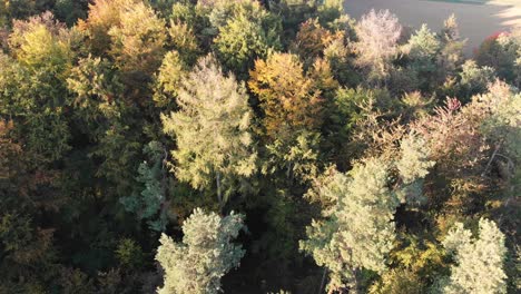 aerial view of a forest in beautiful fall colors