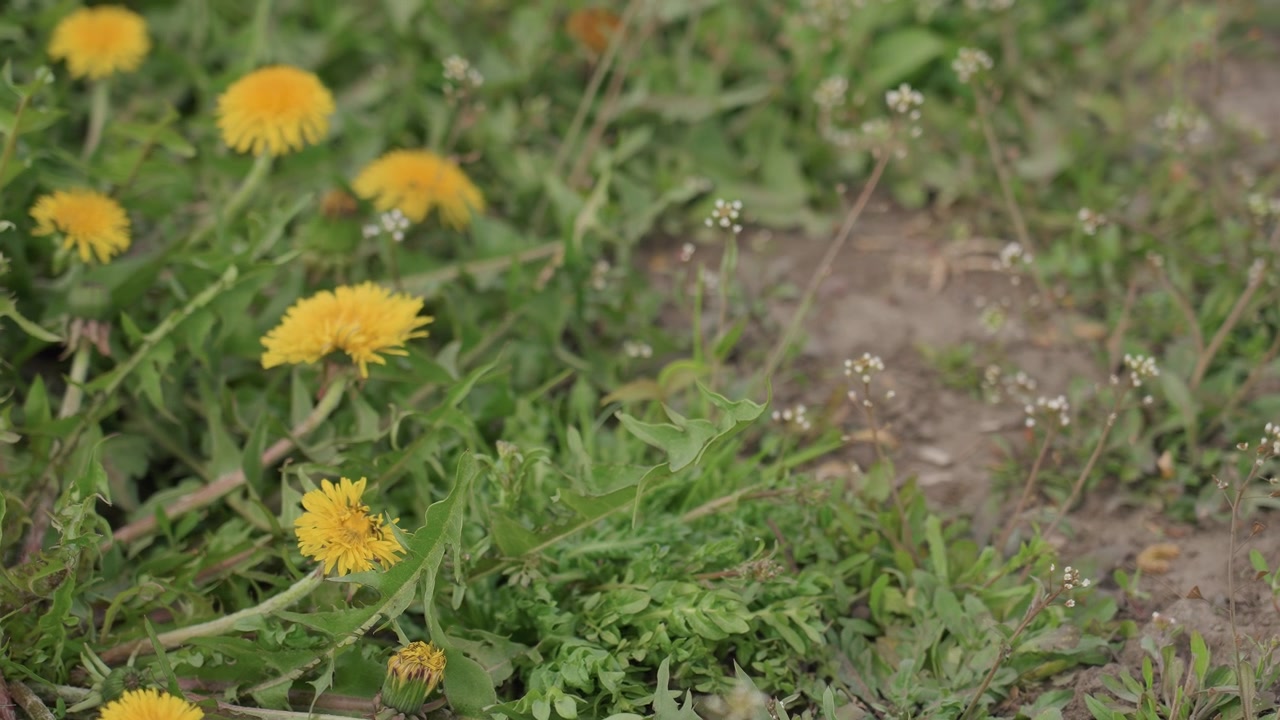 Primo piano di tarassaco giallo in fiore in un campo d'erba verde