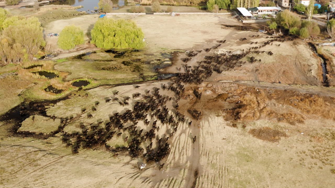 vista aérea de pastoreo de ganado en el campo al atardecer en kayseri, turquía