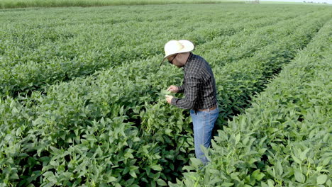 agrónomo inspeccionando los cultivos de soja que crecen en el campo agrícola