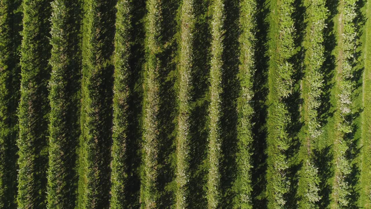 huerto de manzanas en agosto tiro aéreo 8