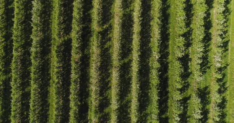 Huerto-De-Manzanas-En-Agosto-Aérea-Disparar-8