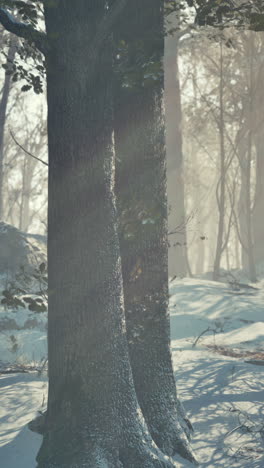 winter forest with sunbeams