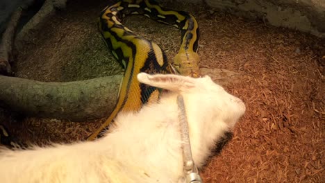 reticulated python pov feeding attacks baby goat super slow motion