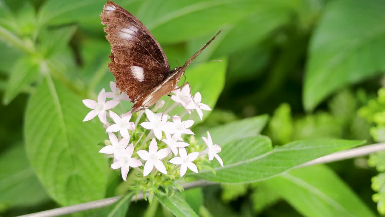 A butterfly flutters among white flowers in a vibrant, green forest setting with natural lighting