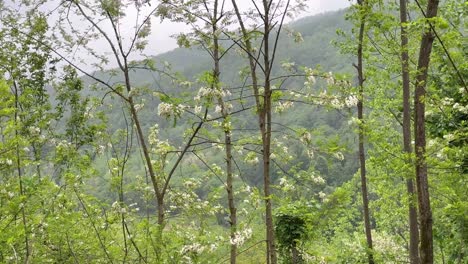 Blick-Auf-Die-Berge-Und-Hügel-Im-Frühling,-Heuschrecken,-Robinie,-Schönheit,-Weiße-Blüte,-Blühend-Im-Botanischen-Garten-Von-Naher-Osten,-Asien,-Flora,-Europa,-Blume-Im-Garten-Bei-Bewölktem-Wetter,-Blauer-Himmel,-Malerische-Landschaft