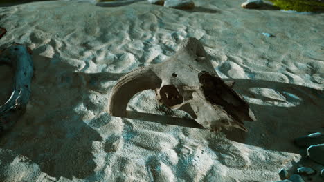 close up of a cow skull in the desert