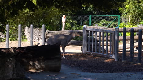 Nilgai--in-distance-in-outdoor-area