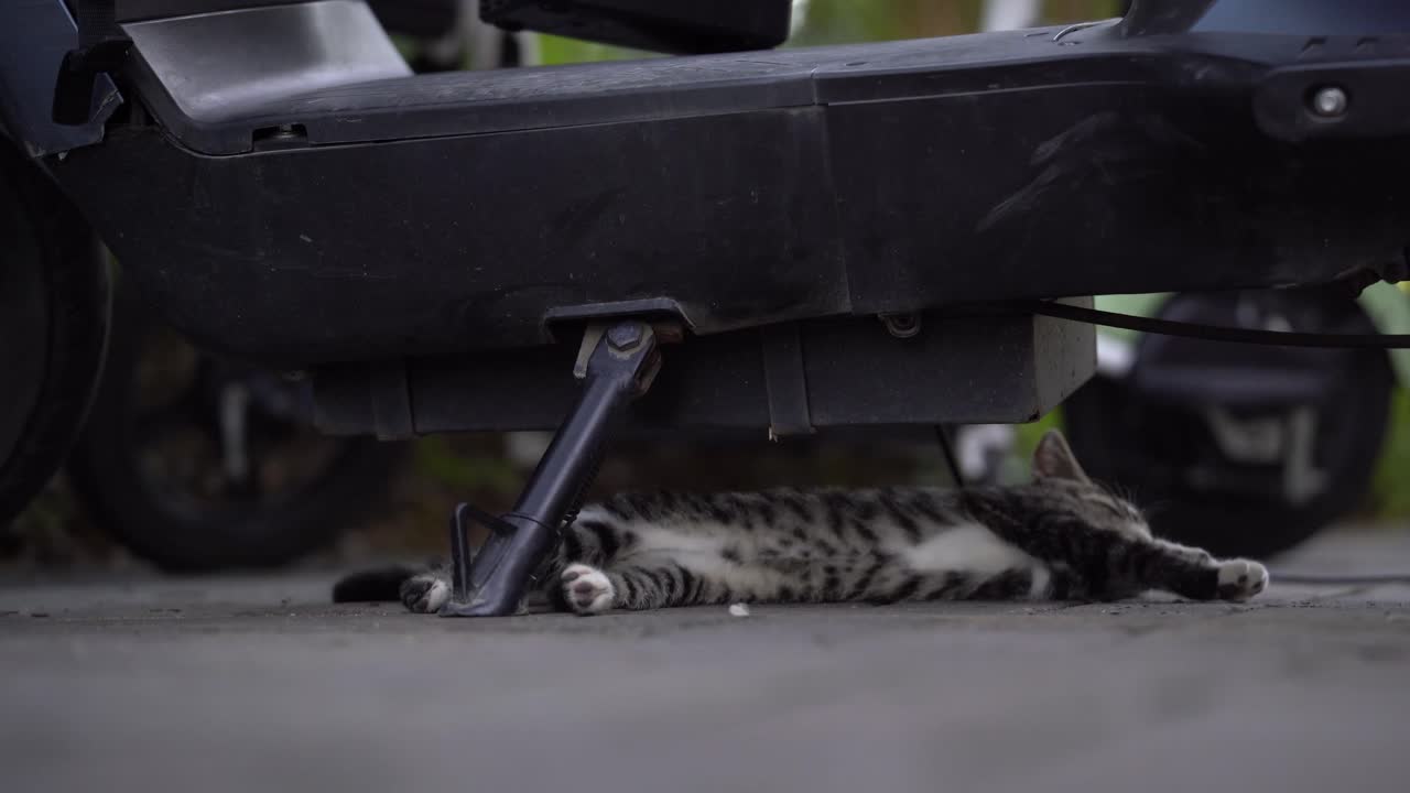 Gatinho malhado cinza escondido debaixo de uma scooter elétrica.