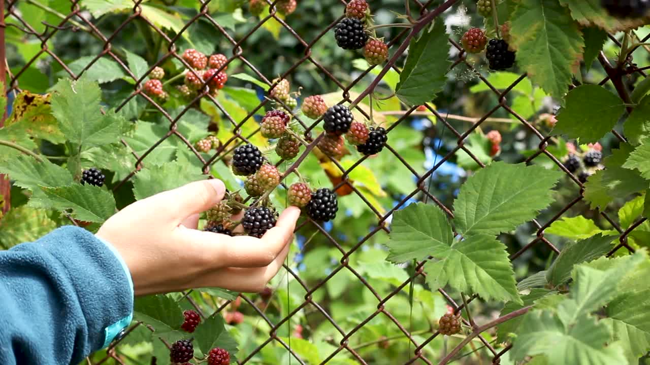 Woman holding and smelling blackberries growing on mesh fence in garden
