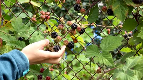 woman holding and smelling blackberries growing on mesh fence in garden