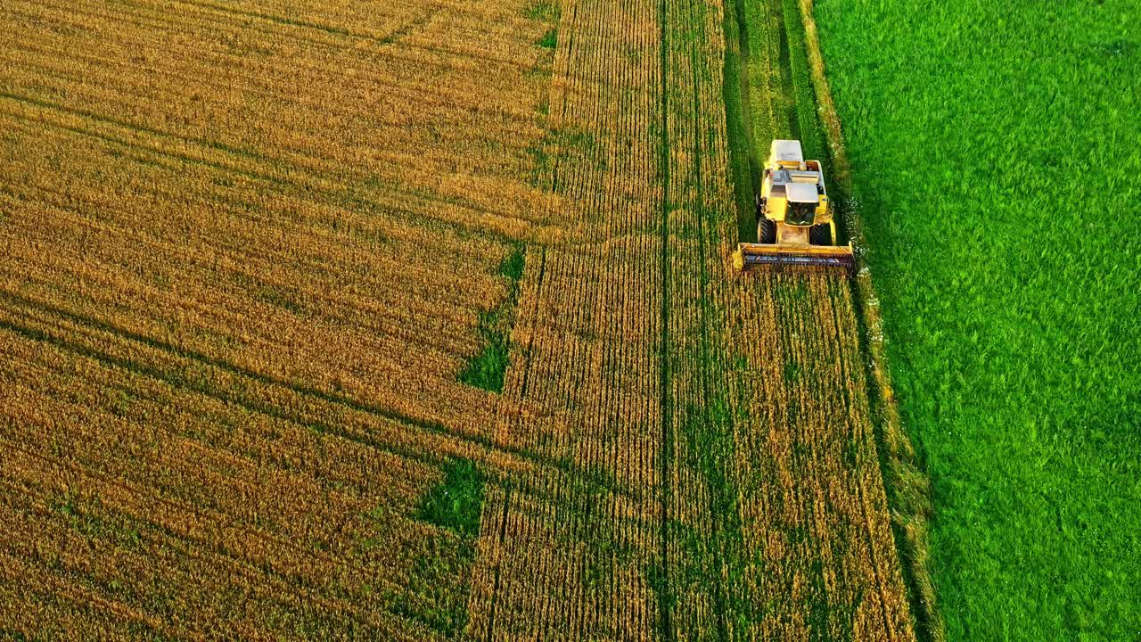 Vista aerea di una mietitrebbia che taglia il bordo di un campo dorato, raccogliendo un campo di grano