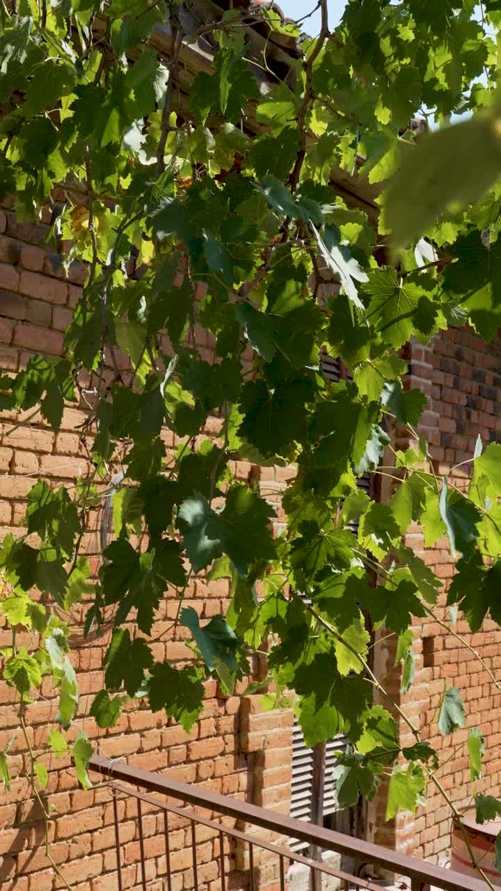 A serene moment unfolds as vibrant vine leaves sway gently in the breeze, casting playful shadows on the warm, textured brick wall. Nature's beauty shines in this garden oasis