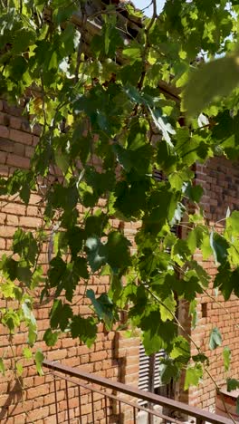 a serene moment unfolds as vibrant vine leaves sway gently in the breeze, casting playful shadows on the warm, textured brick wall. nature's beauty shines in this garden oasis