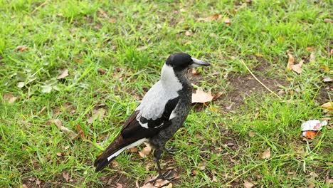 magpie exploring grassy area near melbourne museum