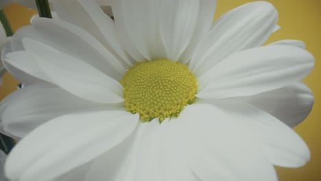 primer plano de una margarita blanca