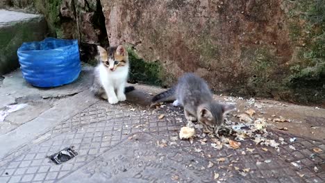 dos lindos y pequeños gatitos abandonados comiendo pan en la calle con varias moscas volando