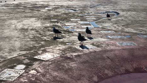 Slow-Motion-Clip-of-Seagulls-having-fun-on-the-floor-near-a-water-fountain-during-daylight