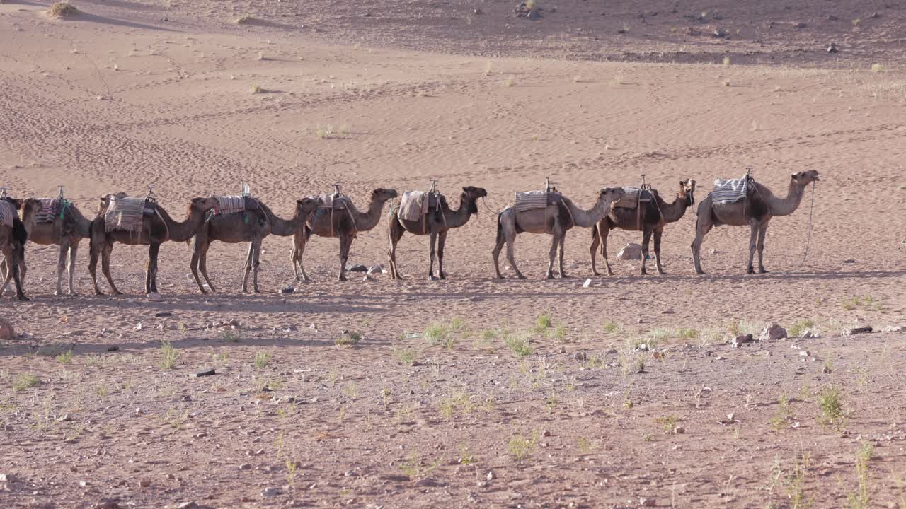 Camel caravan's desert journey, a nomadic adventure in the hot, dry oriental landscape