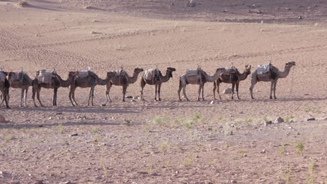 el viaje de la caravana de camellos por el desierto, una aventura nómada en el paisaje oriental caliente y seco.