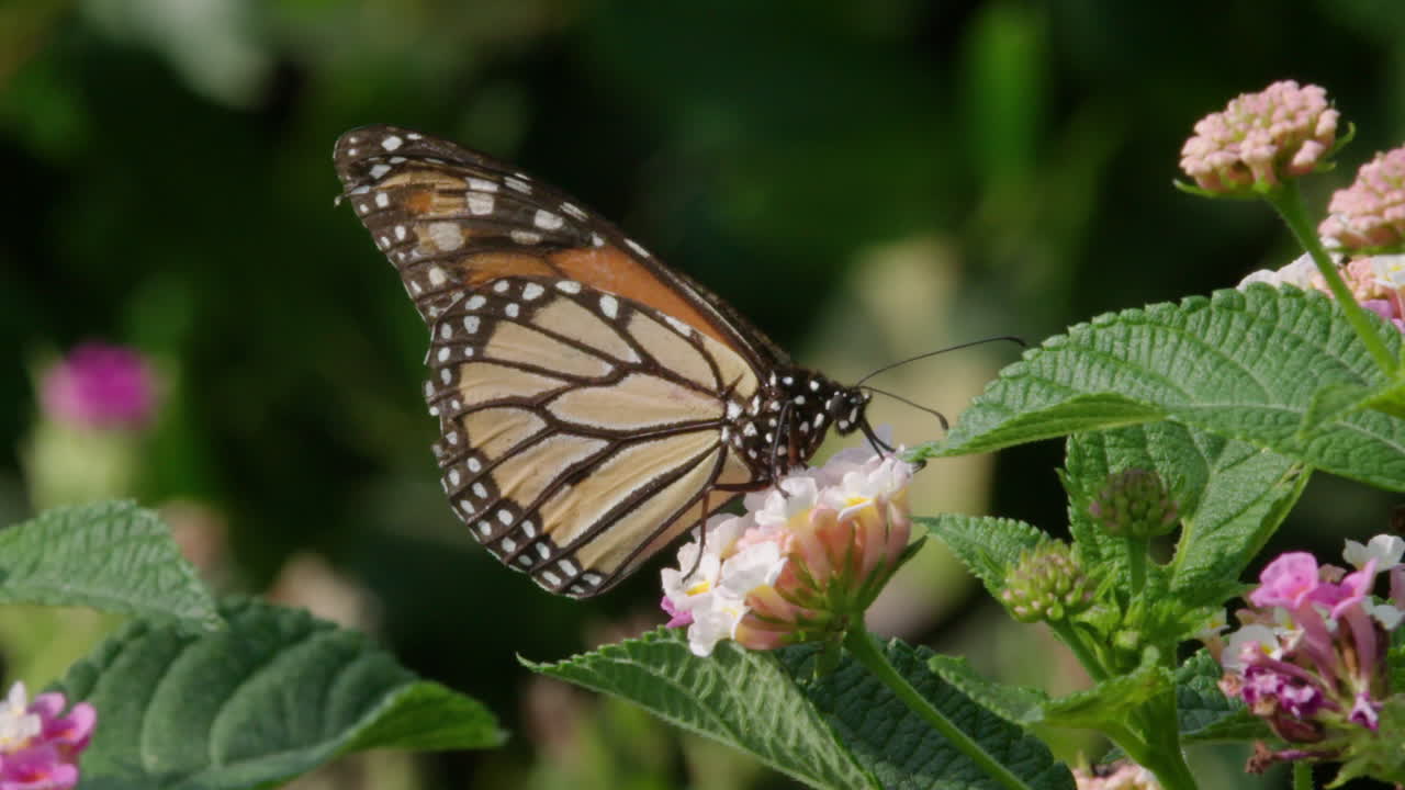 Monarch Butterfly