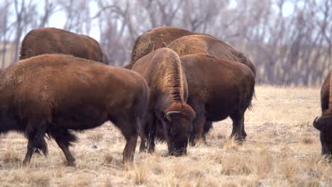 Manada-De-Bisontes-Americanos-En-El-Refugio-Nacional-De-Vida-Silvestre-Del-Arsenal-De-Las-Montañas-Rocosas