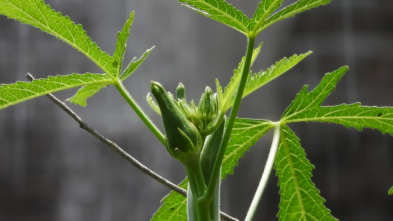 planta de verduras de dedos de dama. hoja