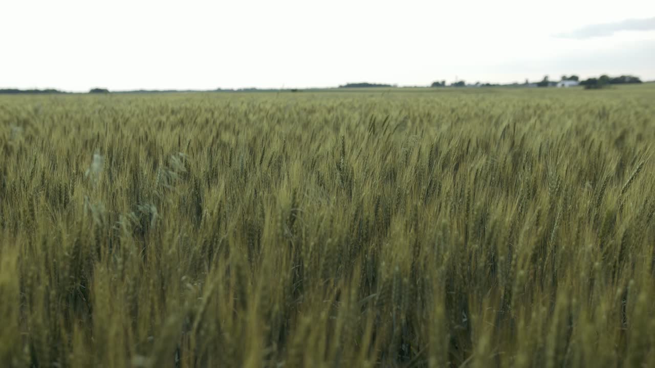 Wheat field, crops, agriculture landscape on farmland in countryside on summer day.