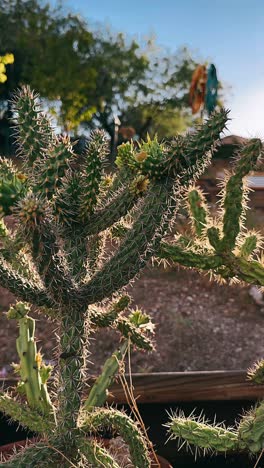 un primer plano de una planta de cactus