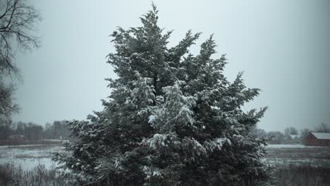 snowflakes, snow falling in slow motion during winter storm on evergreen, pine tree