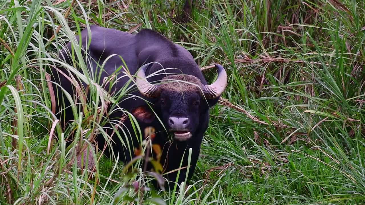 el gaur o el bisonte indio es un animal masivo como el bovino existente más grande encontrado en el sur y sureste de asia que está clasificado como vulnerable debido a la pérdida de hábitat y la caza